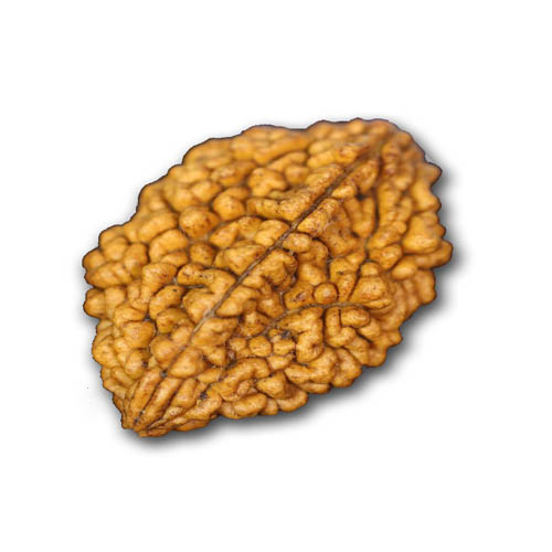 1 Mukhi
