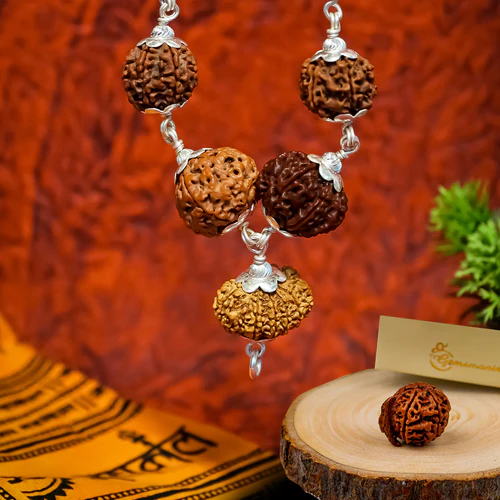 2 Mukhi Rudraksha