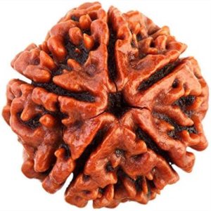 5 Mukhi Rudraksa